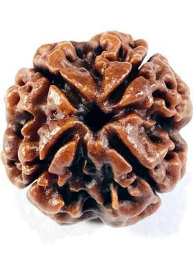Shivtantra Nepali 4 Mukhi/ Four Face Rudraksha / Chatur Mukhi Rudraksha (Size 16-22mm) Wood