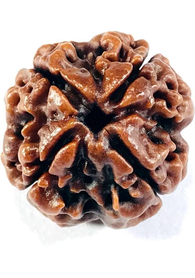 Shivtantra Nepali 4 Mukhi/ Four Face Rudraksha / Chatur Mukhi Rudraksha (Size 16-22mm) Wood - Indya