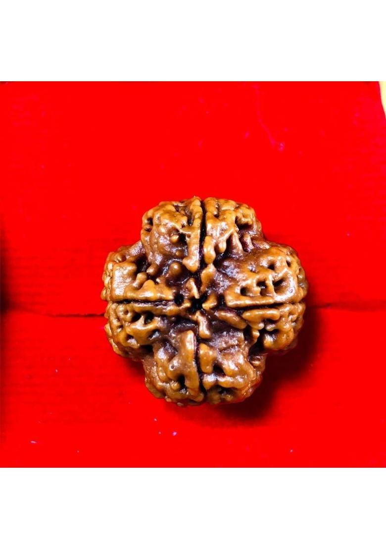 Shivtantra Nepali 4 Mukhi/ Four Face Rudraksha / Chatur Mukhi Rudraksha (Size 16-22mm) Wood - Indya