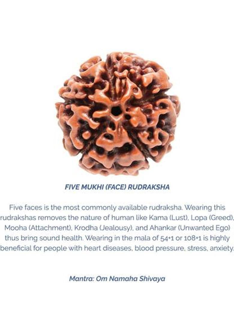 Jewelswonder 5 Mukhi Rudraksha HRC Lab Certified Wood Pendant - Indya
