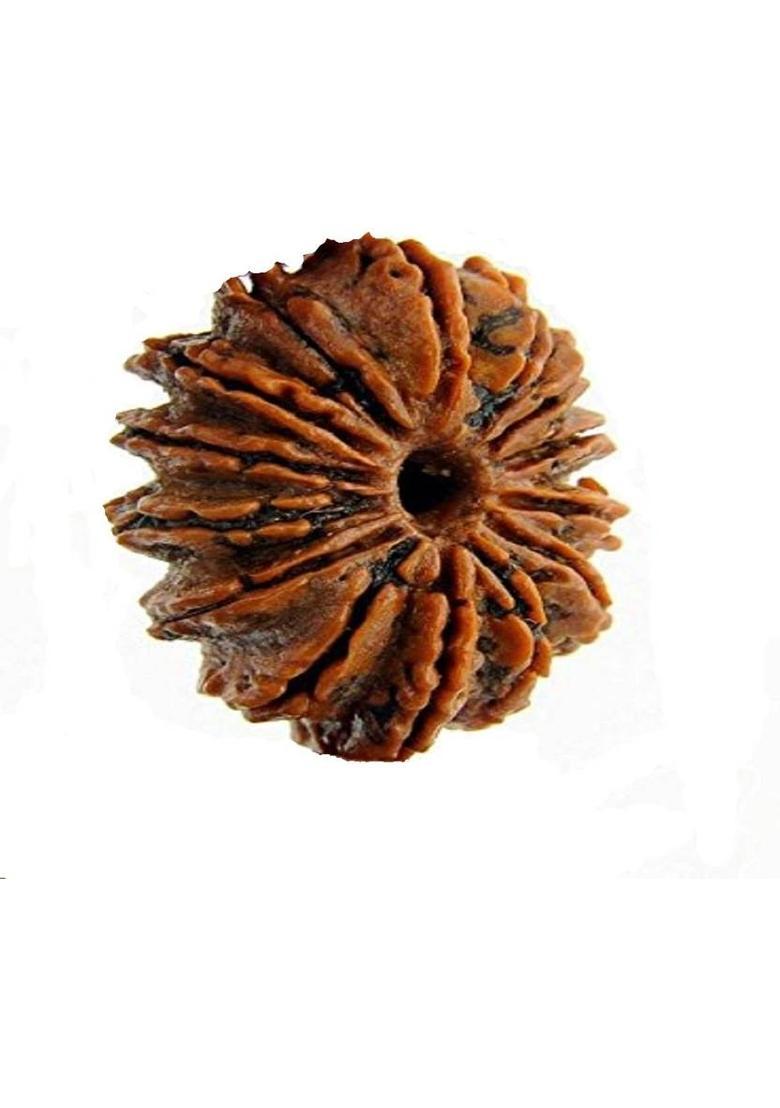 house of common 14 mukhi rudraksha nepali original Wood - Indya