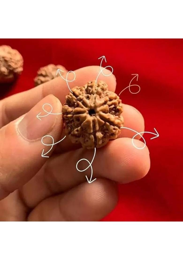 HARIDWARR 7 Mukhi Rudraksha With Lab Certified Wood Pendant Wood Locket - Indya