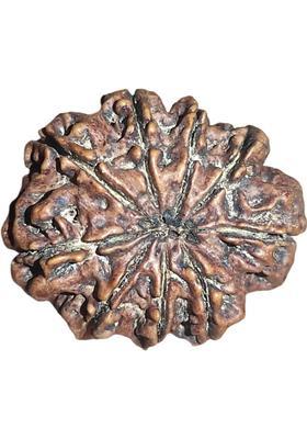 shreerudraksham 9 Mukhi Nepali Rudraksha Original Certified Blessed by Goddess Adi Shakti Mother of Pearl