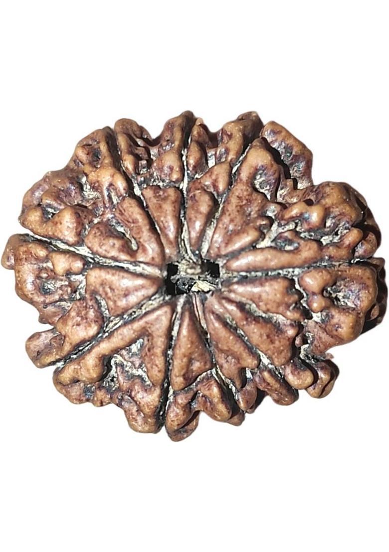 shreerudraksham 9 Mukhi Nepali Rudraksha Original Certified Blessed by Goddess Adi Shakti Mother of Pearl - Indya