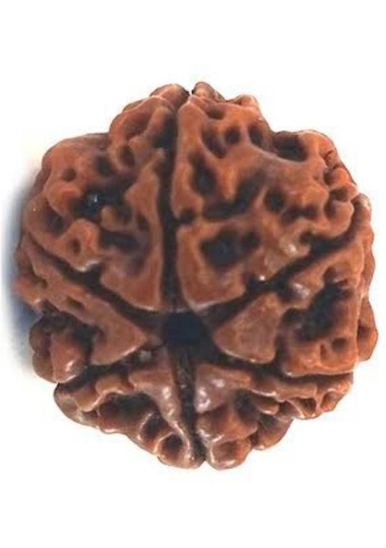 DIVINE SOUVENIRS 6 Mukhi Rudraksha Natural Lab Certified (100% Original) Wood Locket - Indya