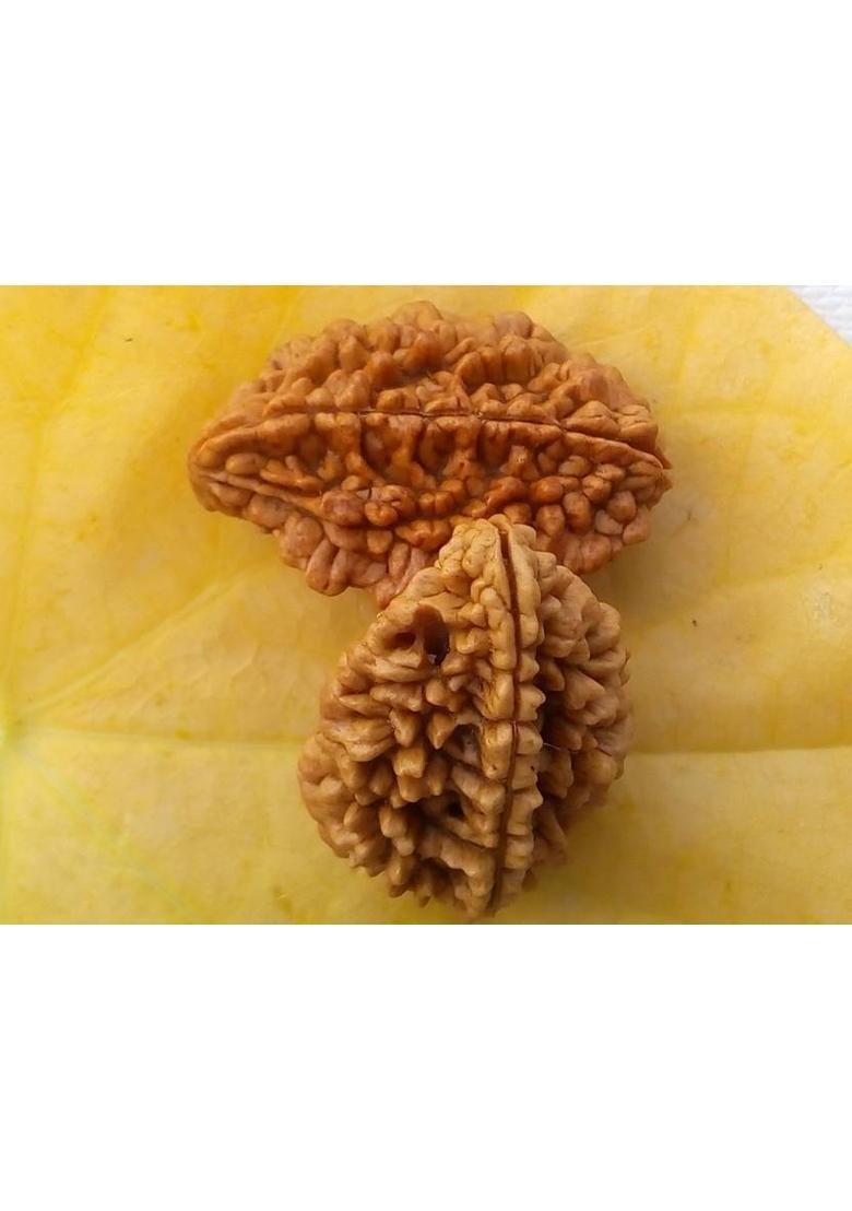 jupiter speaks Certified 2 Mukhi Rudraksha (Indian) for pendant, 100% Original Brown Color Size 18-25 mm for Men & Women Wood Pendant - Indya