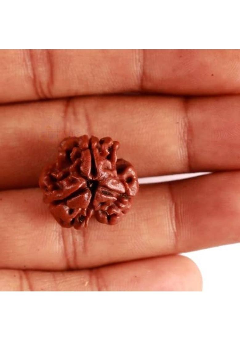 Beautum 3 MUKHI NATURAL ORIGINAL NEPALI RUDRAKSHA FOR MEN AND WOMEN Wood Pendant - Indya