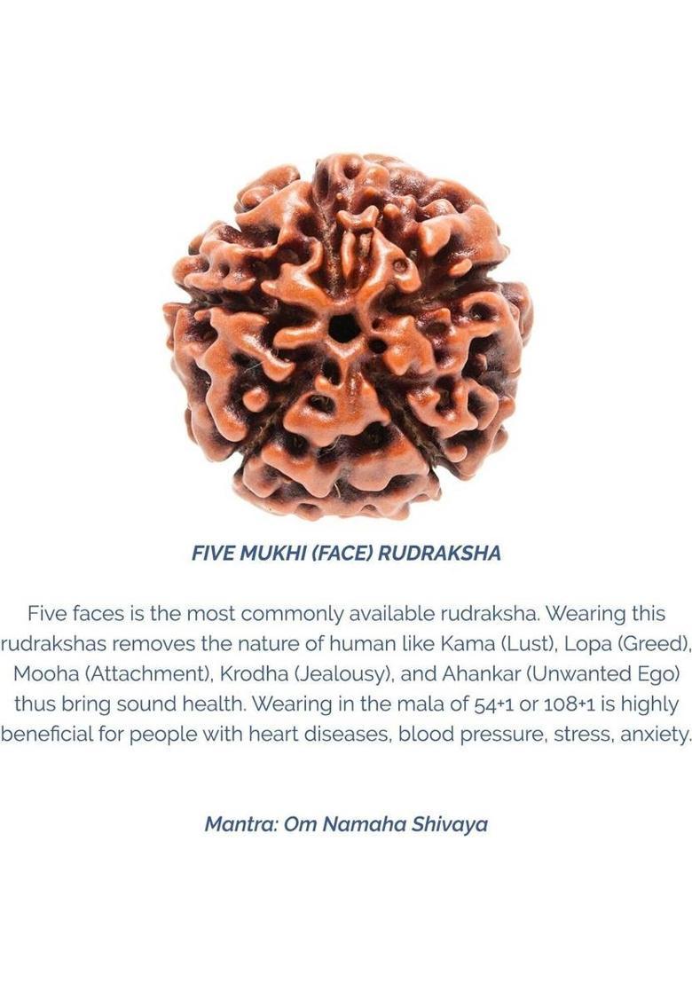 Shivtantra 5 Mukhi Rudraksha HRC Lab Certified Wood Pendant - Indya