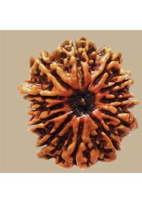 Ceylonmine01 Original 12 Mukhi Nepali Rudraksha Twelve Face Rudraksh Wood Pendant Wood