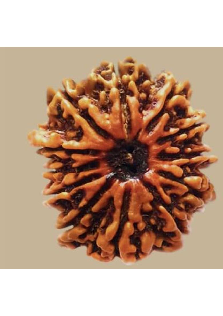 Ceylonmine01 Original 12 Mukhi Nepali Rudraksha Twelve Face Rudraksh Wood Pendant Wood - Indya
