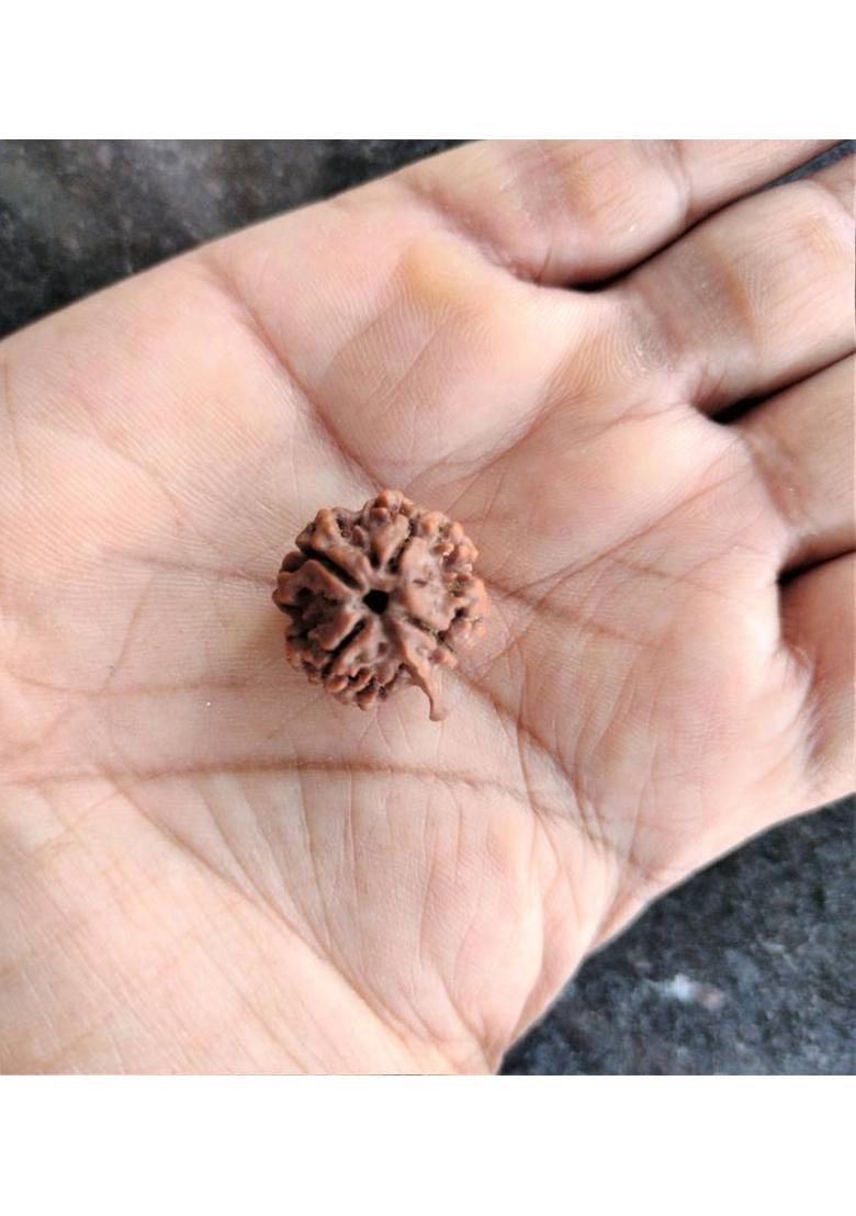 jupiter speaks 4 Mukhi Ganesh Rudraksha Nepal Lab Certified, 100% Original Four Face Ruthratcham Size 18-21 mm Natural Brown Color for Men and Women Wood Pendant - Indya