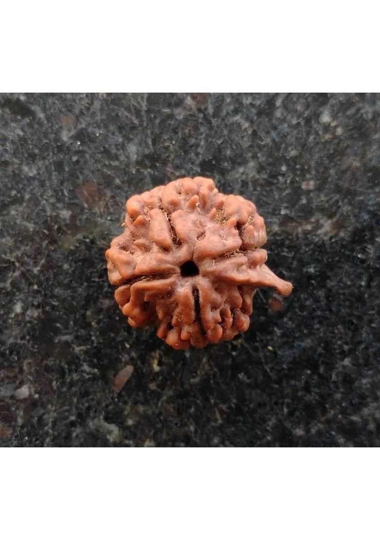 jupiter speaks 4 Mukhi Ganesh Rudraksha Nepal Lab Certified, 100% Original Four Face Ruthratcham Size 18-21 mm Natural Brown Color for Men and Women Wood Pendant - Indya