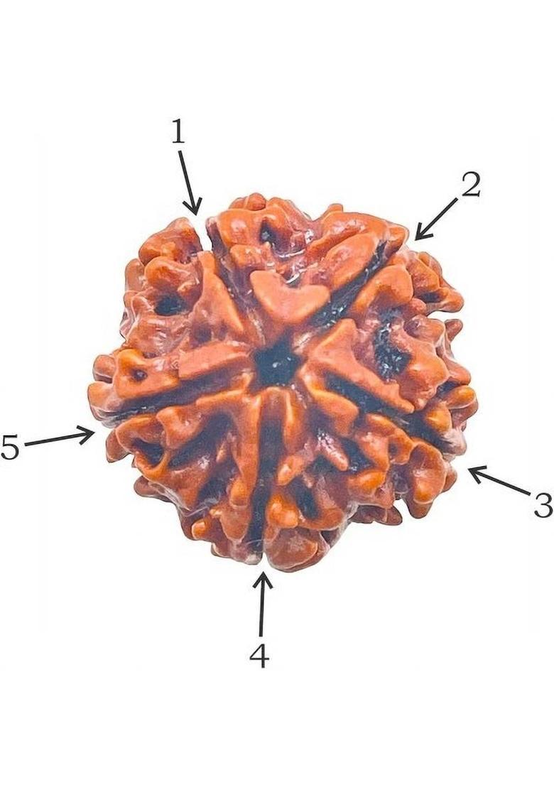 A & S VENTURES Original 5 Mukhi Rudraksha |Natural with Lab Certified Wood Locket Wood Pendant Set - Indya