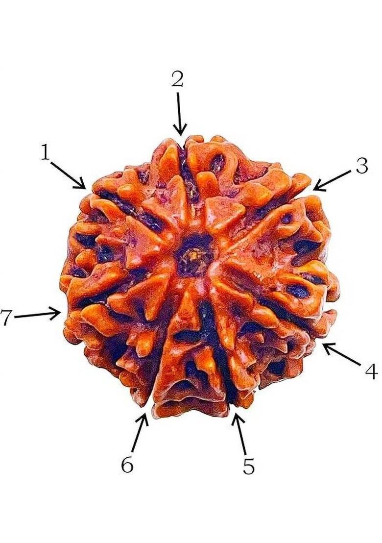 Kuttumb Gems & Jewels 5 Mukhi Rudraksha Five Face Rudraksha Original Nepali Bead With Metal Capped Wood Pendant - Indya