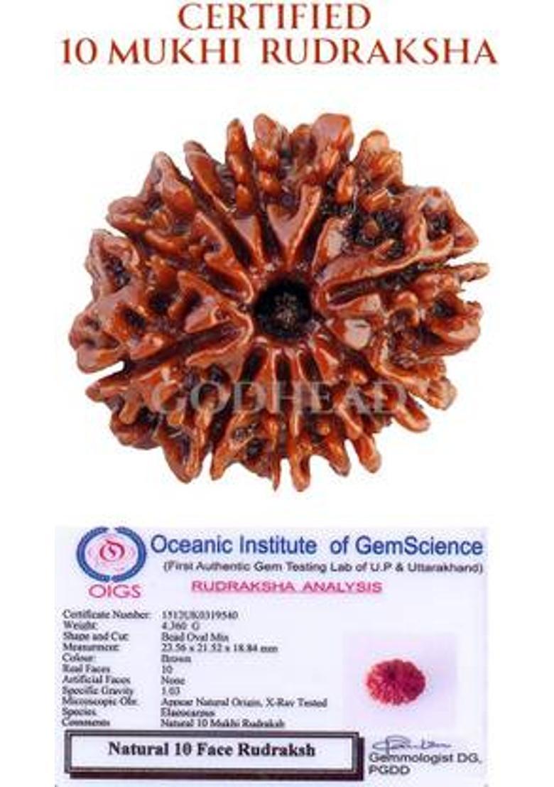 GODHEAD GODHEAD 100% NATURAL/ORIGINAL CERTIFIED NEPALI 10 MUKHI RUDRAKSHA WOOD PENDANT Wood Pendant - Indya