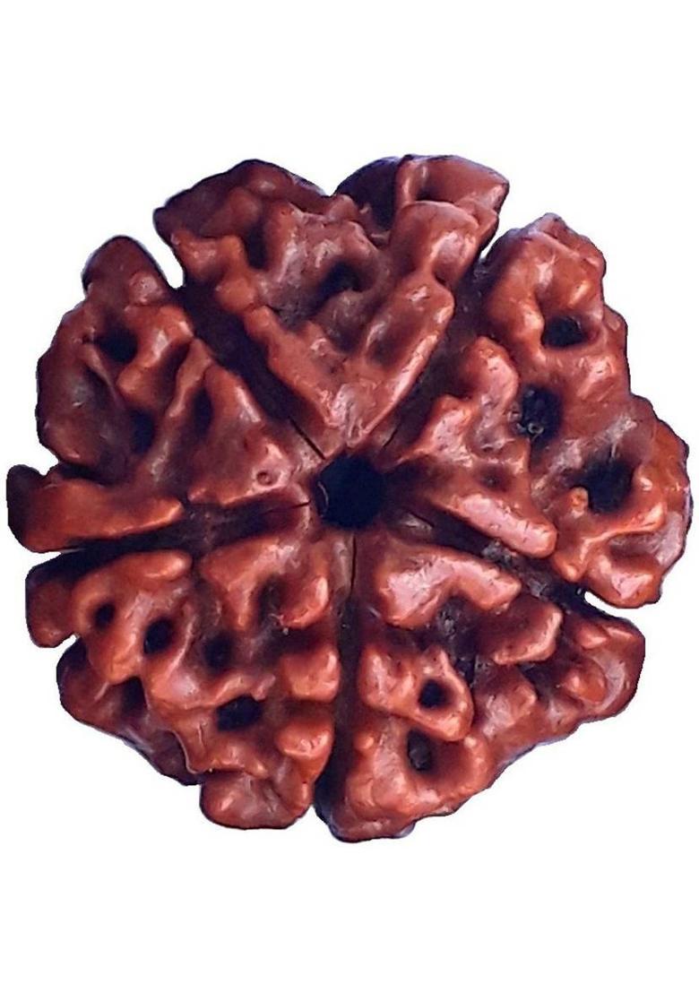 Bhuwar 5 mukhi rudraksha 21 pcs set with hole Shell - Indya