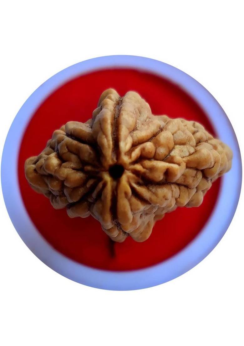 PRIYANSHU NAVRATN Lab Certified 2 Mukhi Rudraksha Bead Natural Nepali 2 Face Rudraksha Beads Beads Wood Pendant - Indya