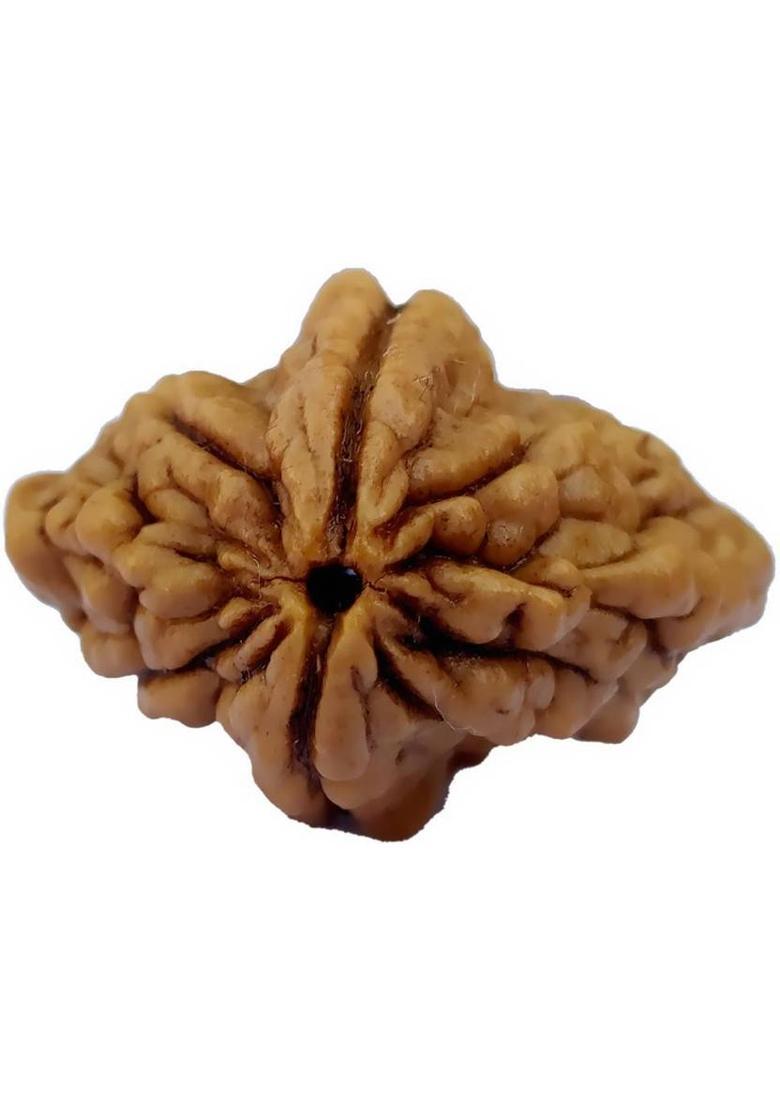 PRIYANSHU NAVRATN Lab Certified 2 Mukhi Rudraksha Bead Natural Nepali 2 Face Rudraksha Beads Beads Wood Pendant - Indya