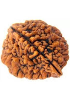 lisa vorce Certified/Original Two Mukhi Rudraksha/Natural 2-faced For Men & Women Wood Pendant