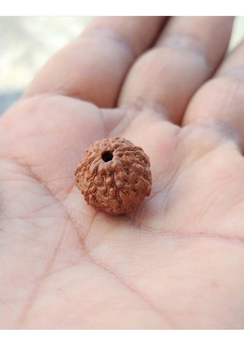 jupiter speaks Certified 7 Mukhi Rudraksha Indonesia (Java), 100% Original Seven Face Ruthratacham Small Size 10-12 mm Natural Brown Color for Men and Women Wood Pendant - Indya