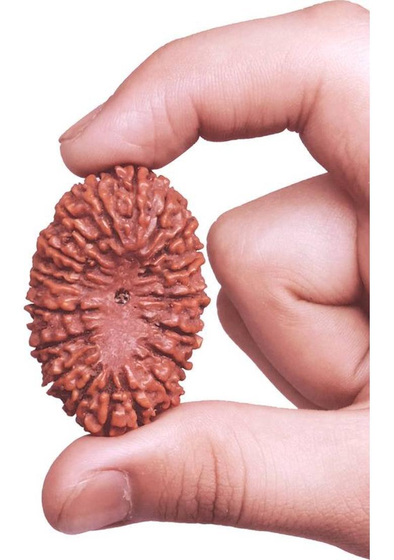 UNICOP 17 Mukhi 100% Original & Natural Nepali Rudraksha Of Lord Vishvakarna For Magnetism Energies Unisex Pendant Rudraksha Wood Pendant - Indya