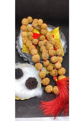 Pure Original 7 Mukhi Nepali Rudraksha Mala 54+1 With 6Face Black Rudraksha Beads Rudraksha Necklace