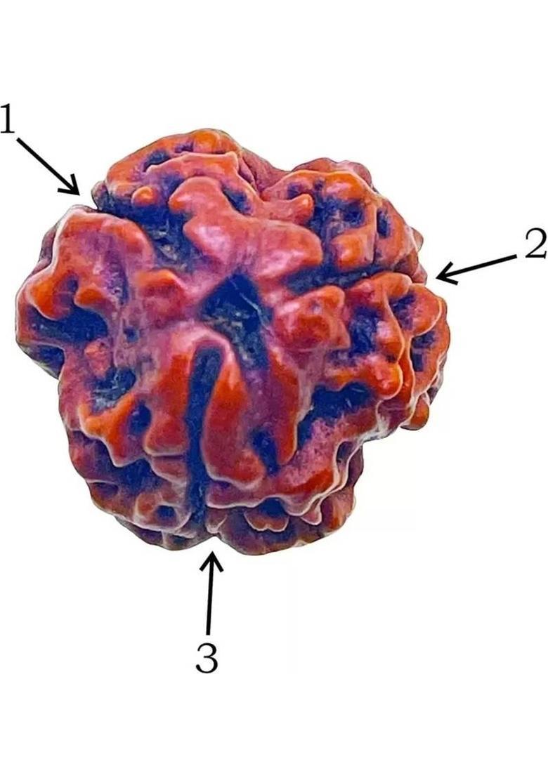 HARIDWARR 3 Mukhi Rudraksha, 3 face Rudraksha Kawach Three Rudraksh Locket Pendant Wood Locket - Indya