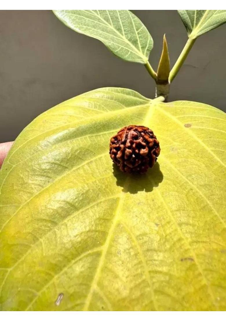 HARIDWARR 3 Mukhi Rudraksha, 3 face Rudraksha Kawach Three Rudraksh Locket Pendant Wood Locket - Indya
