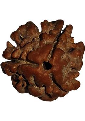 Nepali Rudraksha 3 Mukhi Nepali Rudraksha Original | Original Seller Nepali Rudraksha | Mother of Pearl