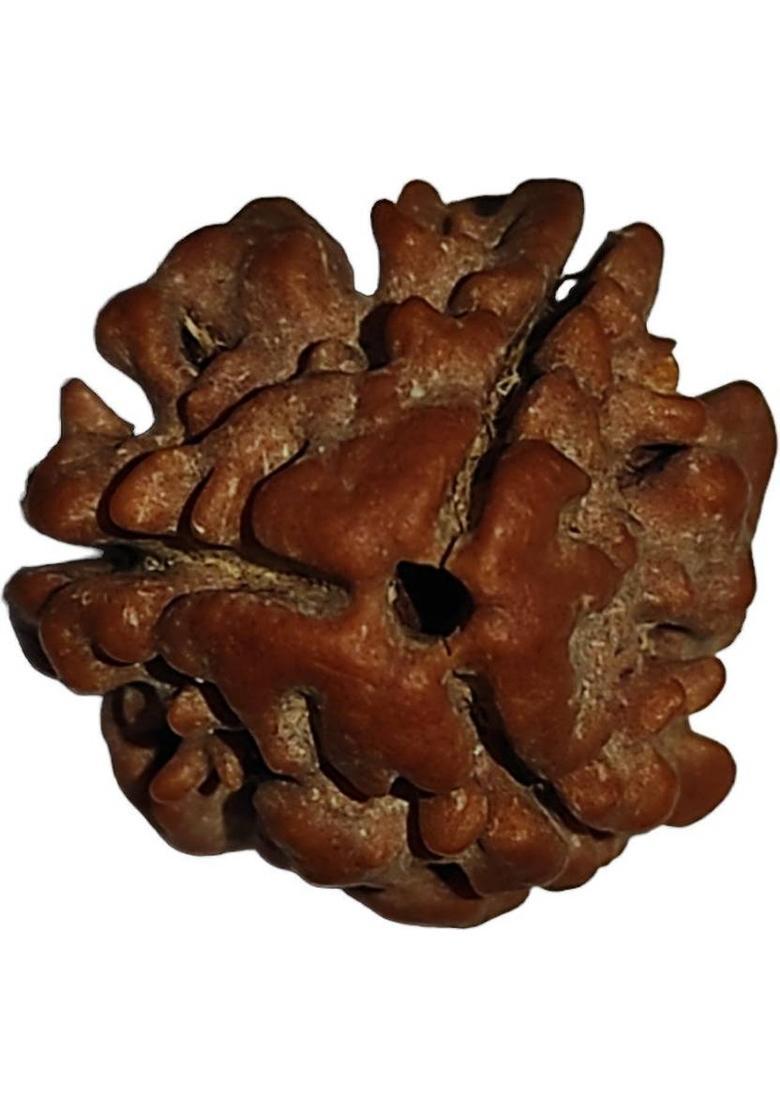 Nepali Rudraksha 3 Mukhi Nepali Rudraksha Original | Original Seller Nepali Rudraksha | Mother of Pearl - Indya
