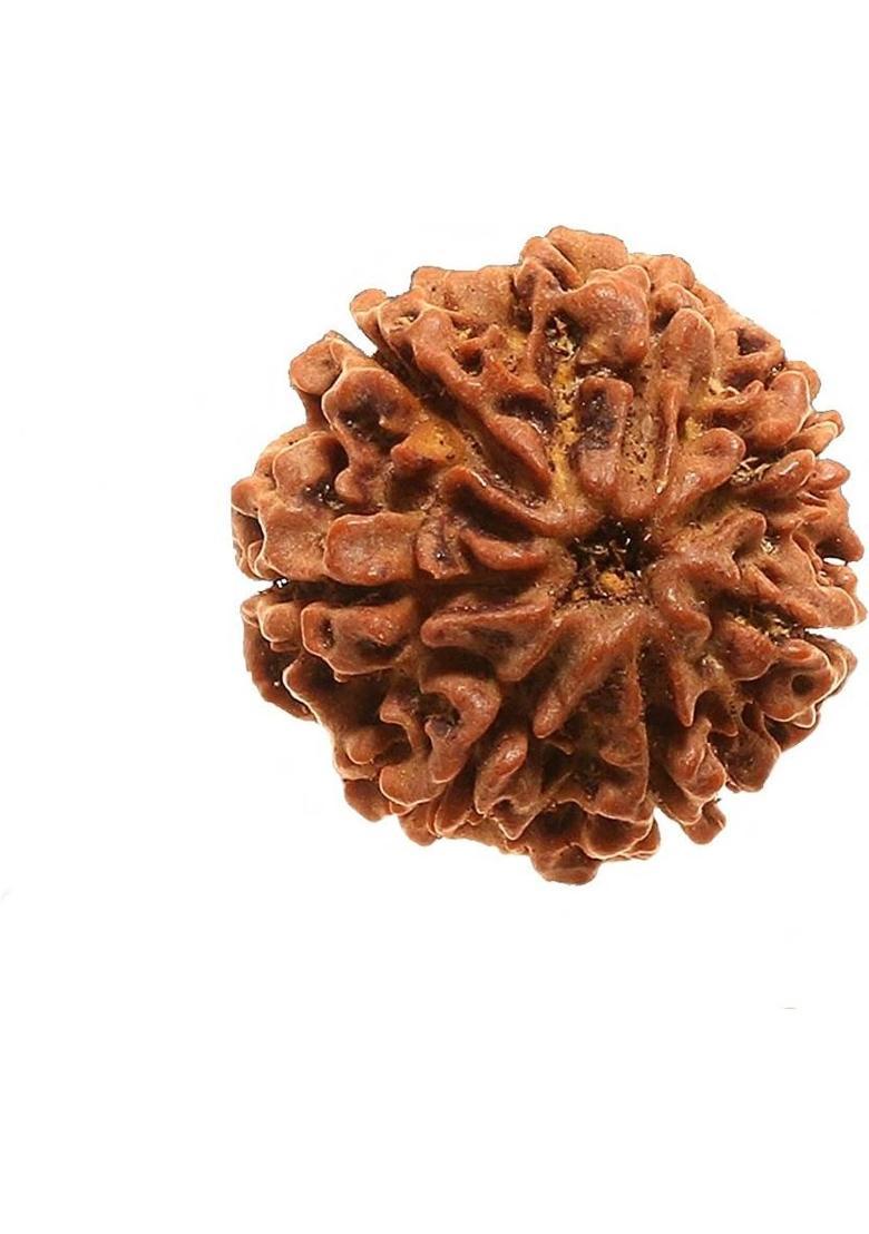 DIVINE SOUVENIRS 7 Face Mukhi Nepali Beads/Divine Almighty Rudraksha Wood - Indya