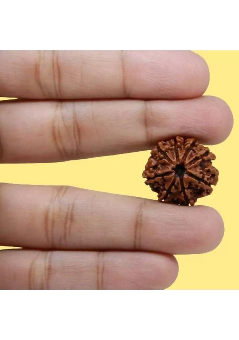 HARIDWARR 8 Mukhi Nepali Rudraksha Original Certified Eight Face Rudraksha Beads Pendant Wood Locket - Indya