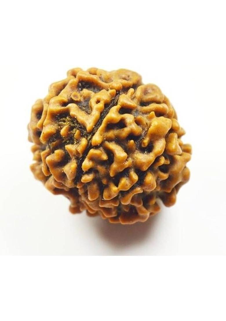 Beautum 6 MUKHI ORIGINAL RUDRAKSHA NEPALI ORIGINAL Wood Pendant - Indya