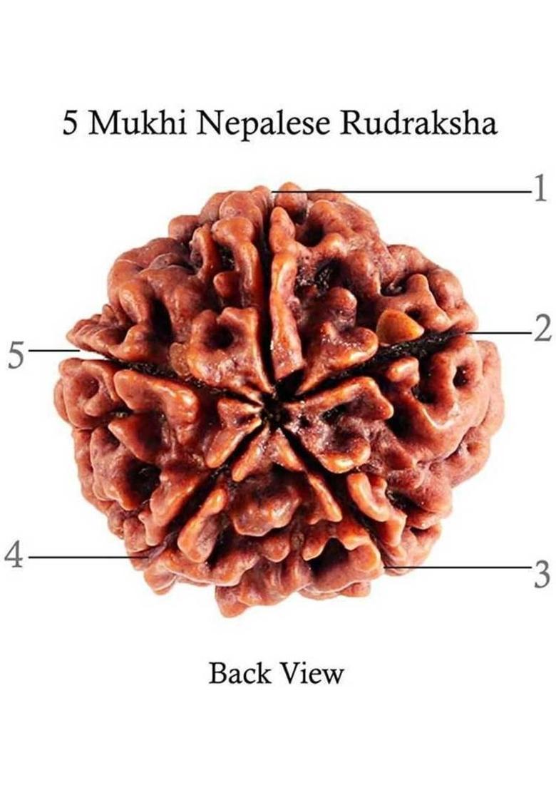Beautum 6 MUKHI ORIGINAL RUDRAKSHA NEPALI ORIGINAL Wood Pendant - Indya