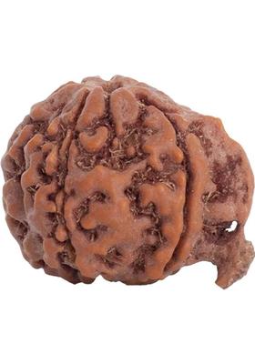 Astrotalk 100% Original Nepal Ganesh Mukhi Rudraksha | Lab Certified | Sacred Bead | Silk Dori Pendant