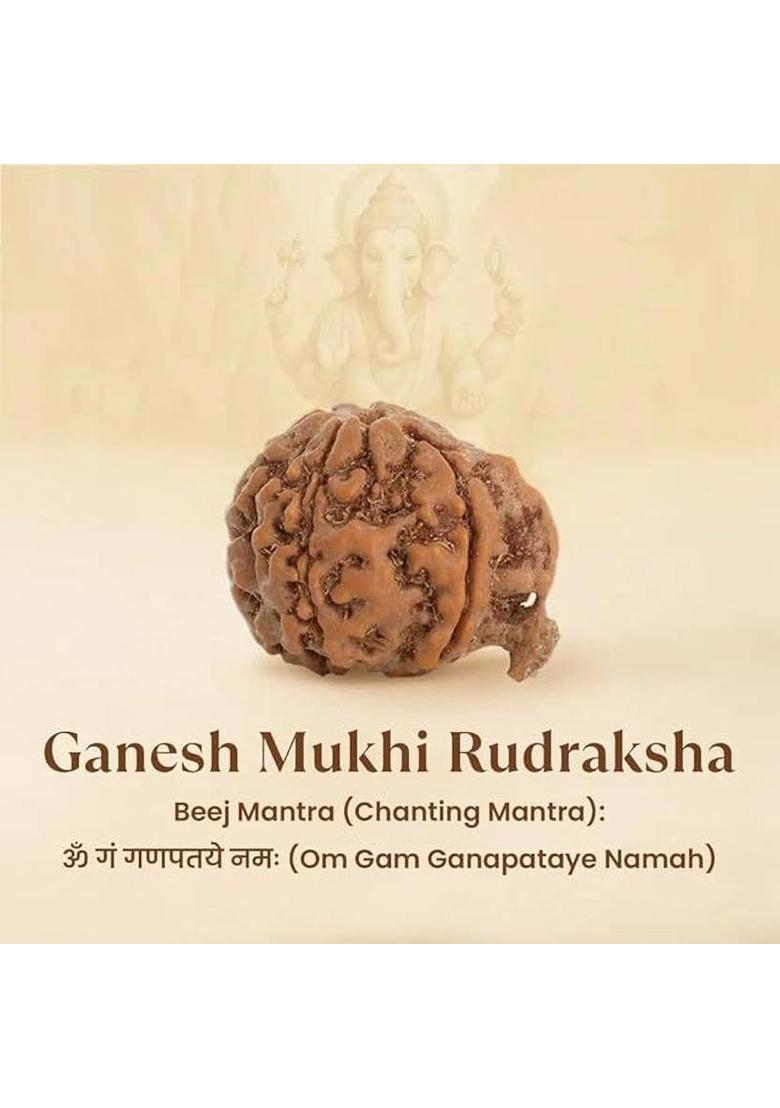 Astrotalk 100% Original Nepal Ganesh Mukhi Rudraksha | Lab Certified | Sacred Bead | Silk Dori Pendant - Indya
