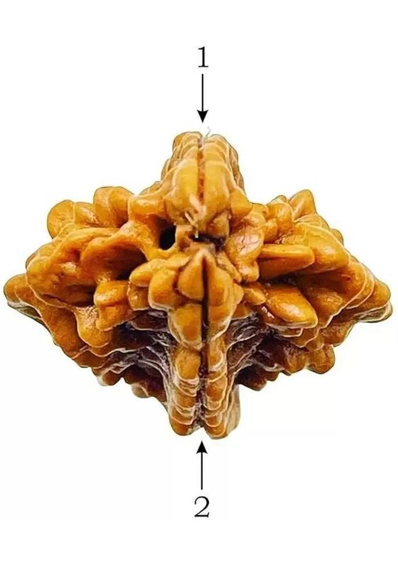 Hari Har Enterprises 2 Mukhi Nepali Rudraksha Two Faced Rudraksh With Lab Test Certificate, Do mukhi Wood Locket - Indya