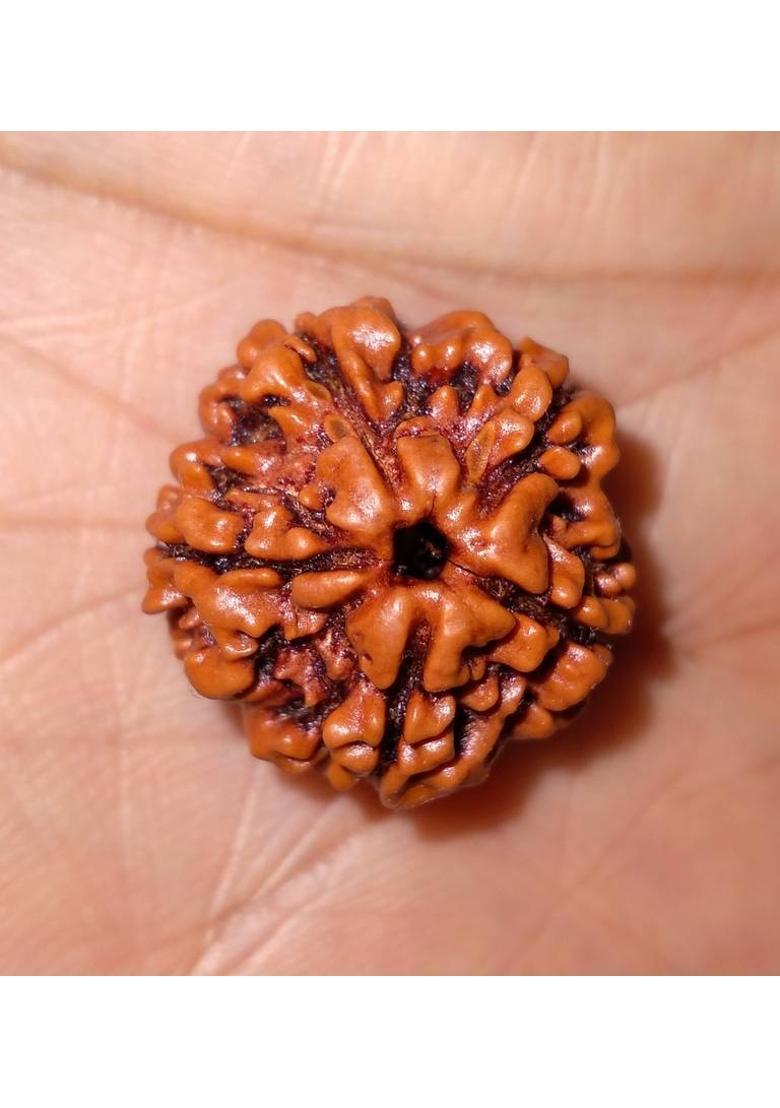 jupiter speaks Lab Certified 5 Mukhi Rudraksha Nepali Size 18-20 mm Color Brown 100% Original Natural Bead for Men & Women Wood Pendant - Indya