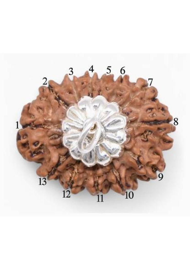 Vegga 13 mukhi pendant rudraksha nepali original Wood - Indya