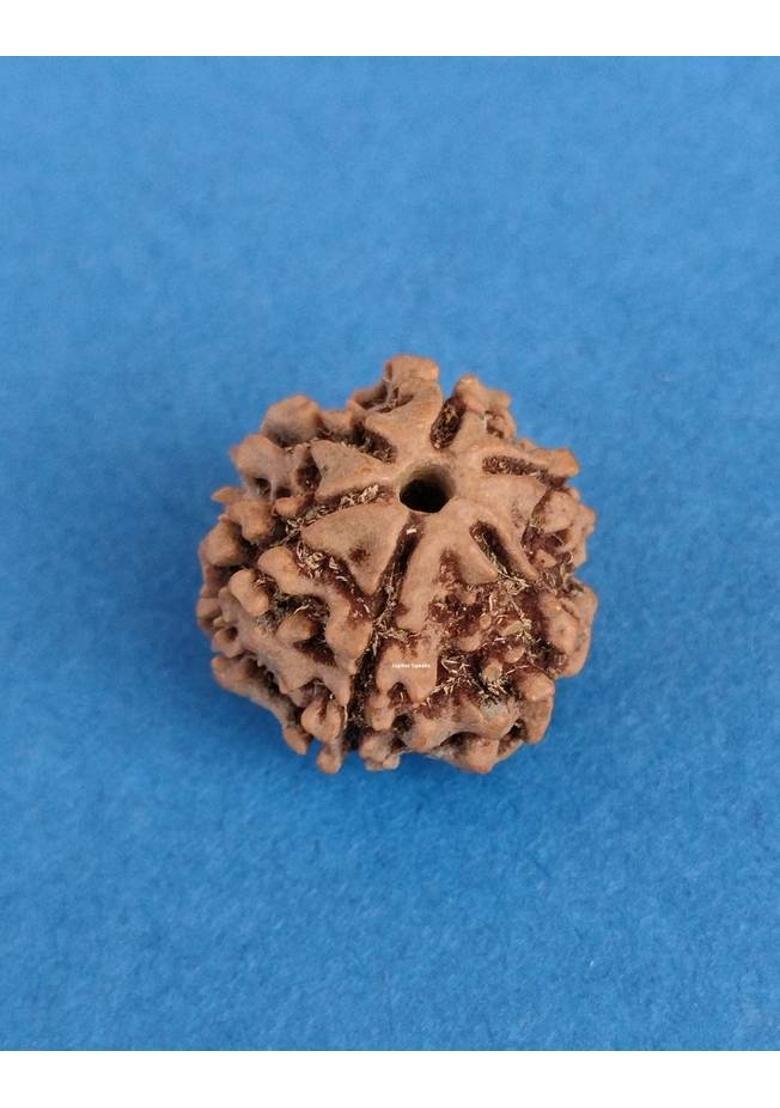 jupiter speaks 6 Mukhi Rudraksha Nepal Lab Certified Natural Brown Color Bead Size 15-16 mm Wood Pendant - Indya