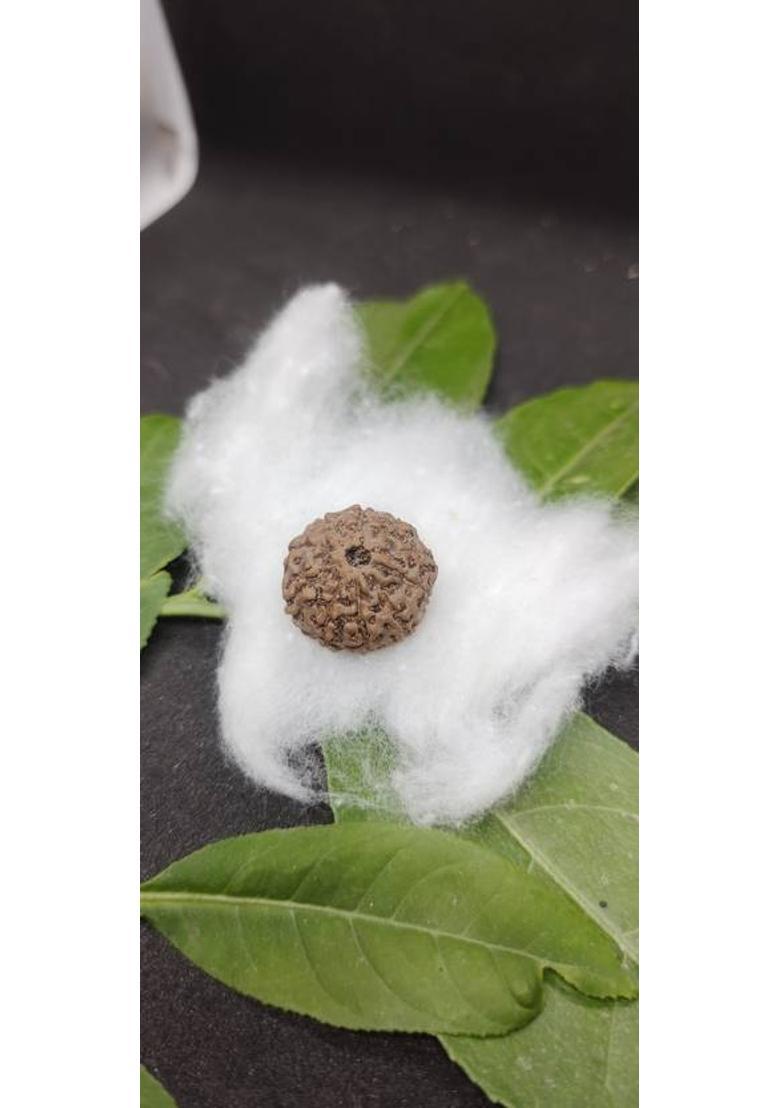 Shiv Aastha Pure Natural Brown 10 Mukhi Nepali Rudraksha Pendant Beads Wood Pendant - Indya