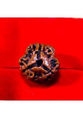 MAHADEVDEPSTORE Nepali 3 Mukhi | 3 Faced Rudraksha | Genuine Original Rudraksha Size 16-22mm Wood