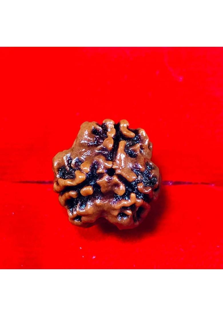 MAHADEVDEPSTORE Nepali 3 Mukhi | 3 Faced Rudraksha | Genuine Original Rudraksha Size 16-22mm Wood - Indya