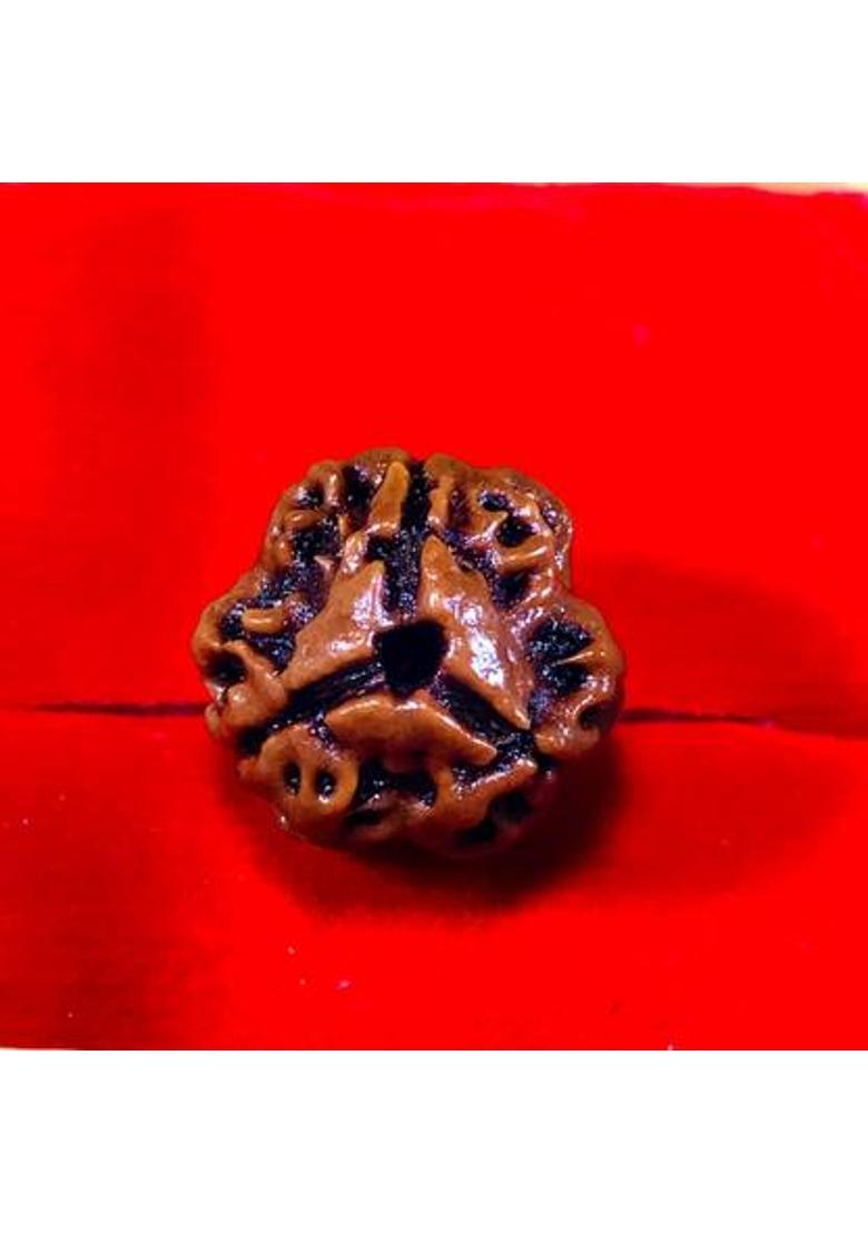 MAHADEVDEPSTORE Nepali 3 Mukhi | 3 Faced Rudraksha | Genuine Original Rudraksha Size 16-22mm Wood - Indya