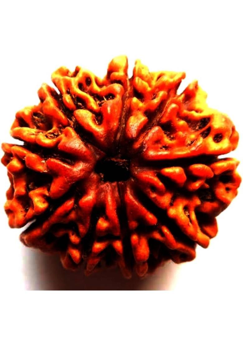 Navdurga Jyotish Kendra 9 Mukhi Rudraksha Natural Lab Certified (100% Original) Wood Locket - Indya