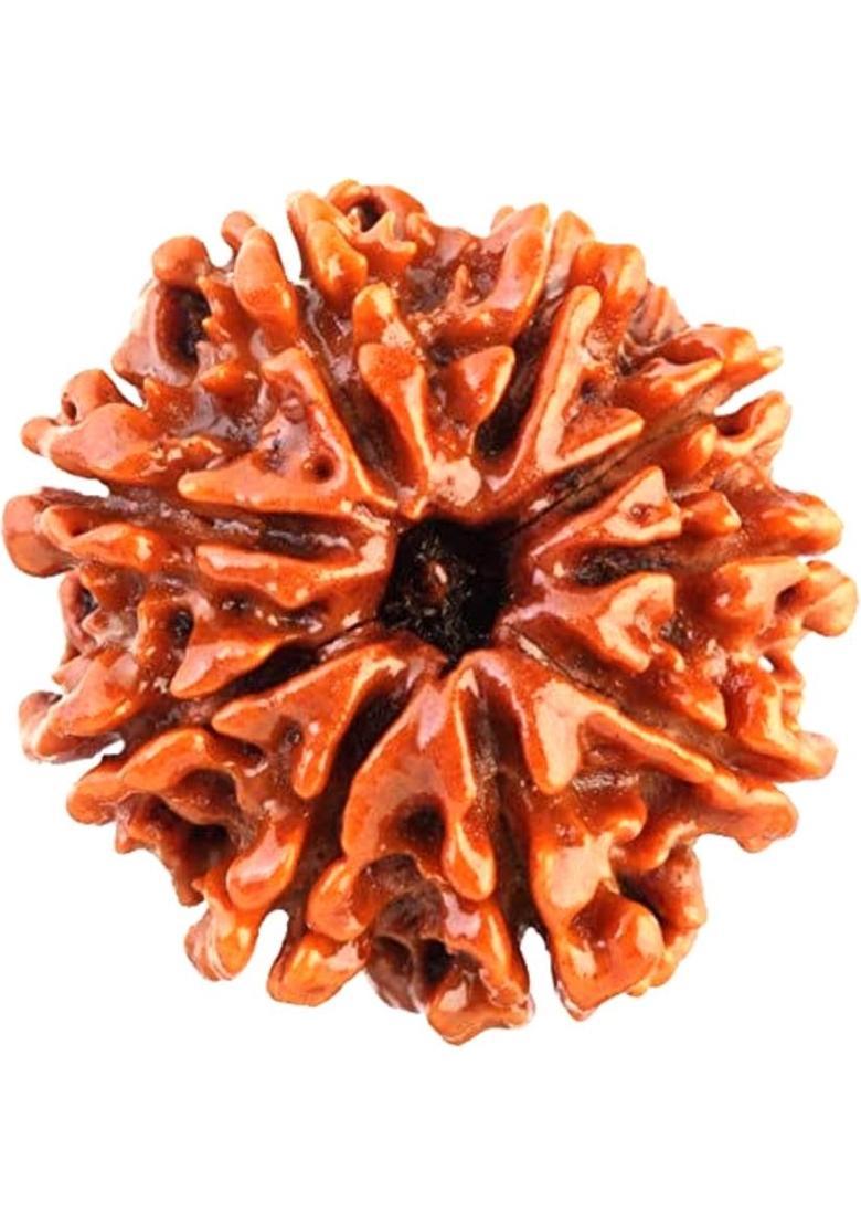 Navdurga Jyotish Kendra 9 Mukhi Rudraksha Natural Lab Certified (100% Original) Wood Locket - Indya