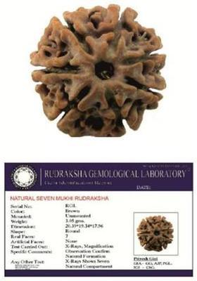 ShivaRatna 7 Mukhi Rudraksha Certified (Hand Picked Mature Nepali Bead) Wood Locket