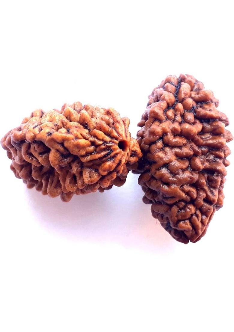 Bhuwar 2 mukhi rudraksha 11 pcs set with hole Shell - Indya