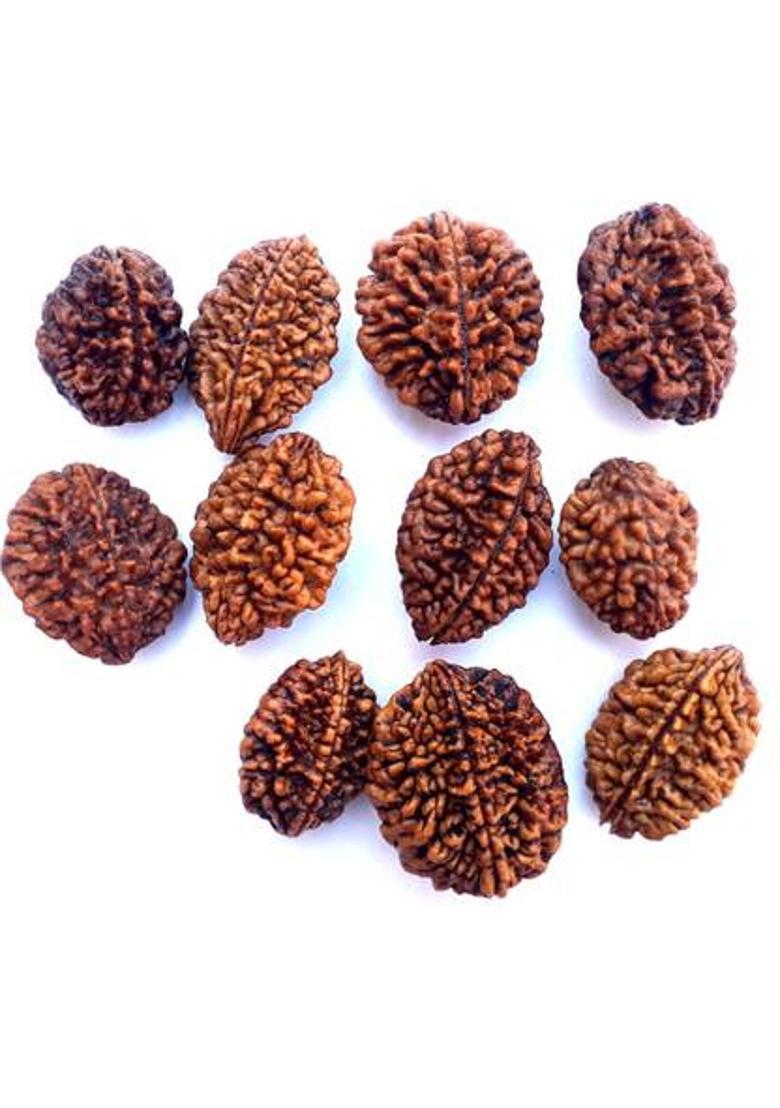 Bhuwar 2 mukhi rudraksha 11 pcs set with hole Shell - Indya