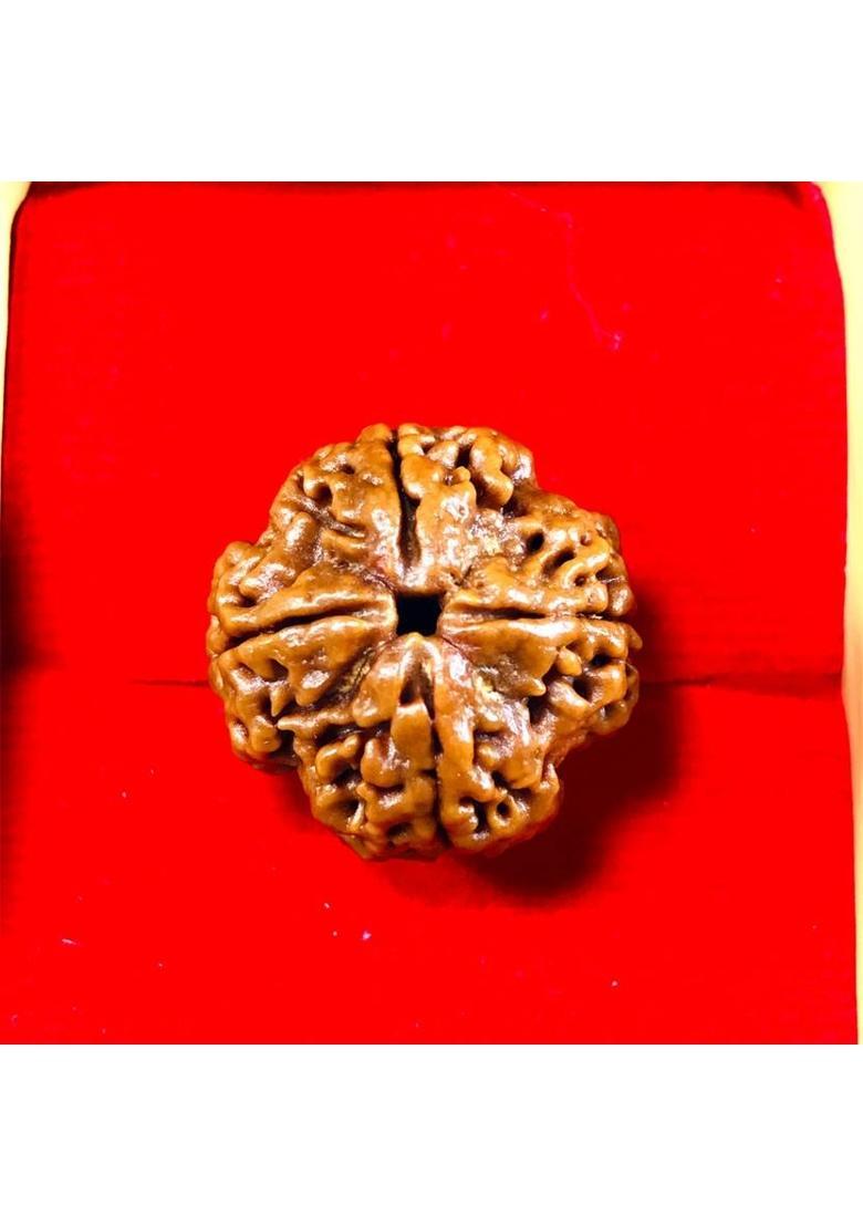 MAHADEVDEPSTORE Nepali 4 Mukhi/ Four Face Rudraksha / Chatur Mukhi Rudraksha (Size 16-22mm) Wood - Indya